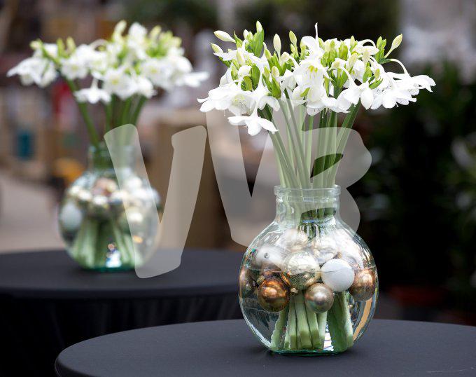 bloemen en planten vvbvanbree     1139